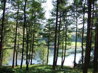 Heatherdene Wood, Ladybower