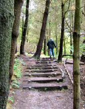 Fernilee Wood