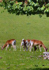 Calke Park