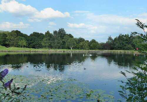 Smithy Pond, Wingerworth