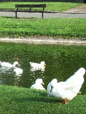 Ducks by Hartington Pond