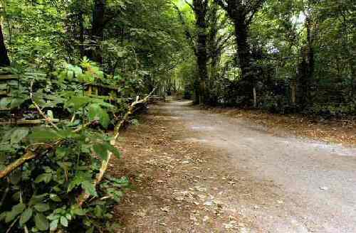 Shining Cliff Woods Betty Kenny Trail