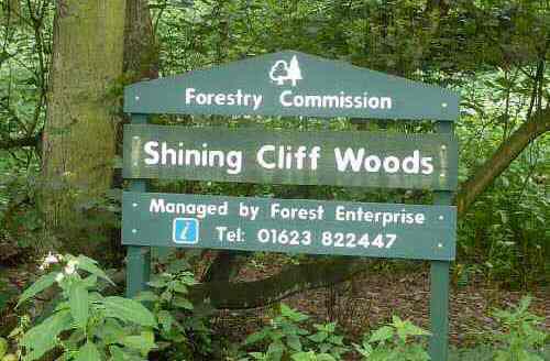 Shining Cliff Woods