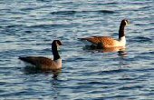 Carsington Water