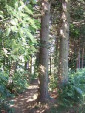 Pine Forest, Longdendale
