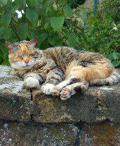 Pilsley Cat