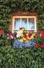Window Box Display, Pilsley