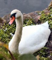 Shipley Swan