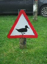 Duck Crossing