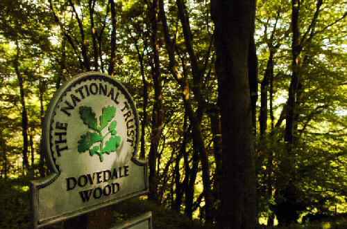 Dovedale Wood