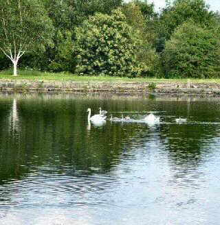 Smithy Pond, Wingerworth