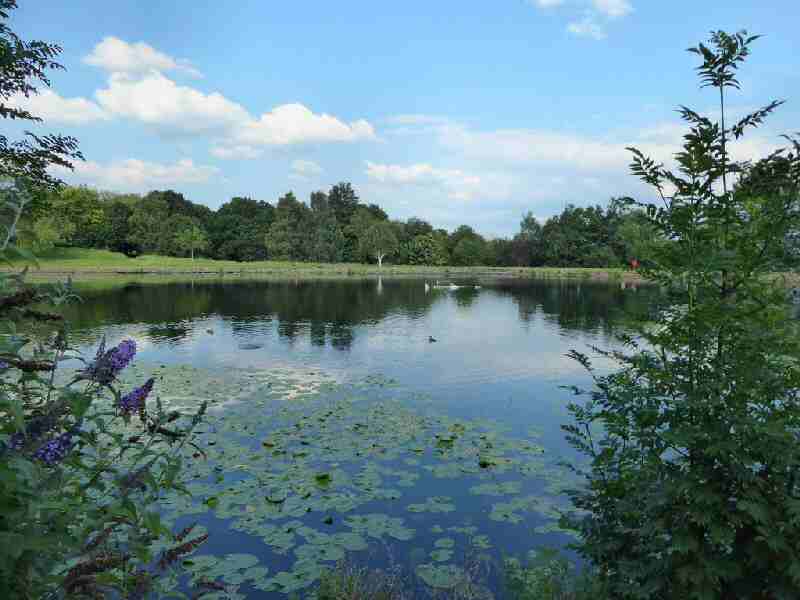 Smithy Pond, Wingerworth