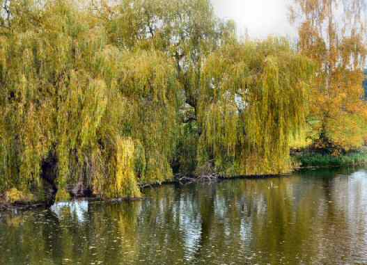 Foremarke Hall Lake